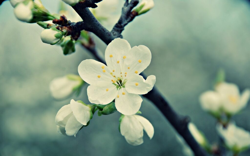 Delicate White Flower Wallpaper: Close-Up with Soft Blurred Background