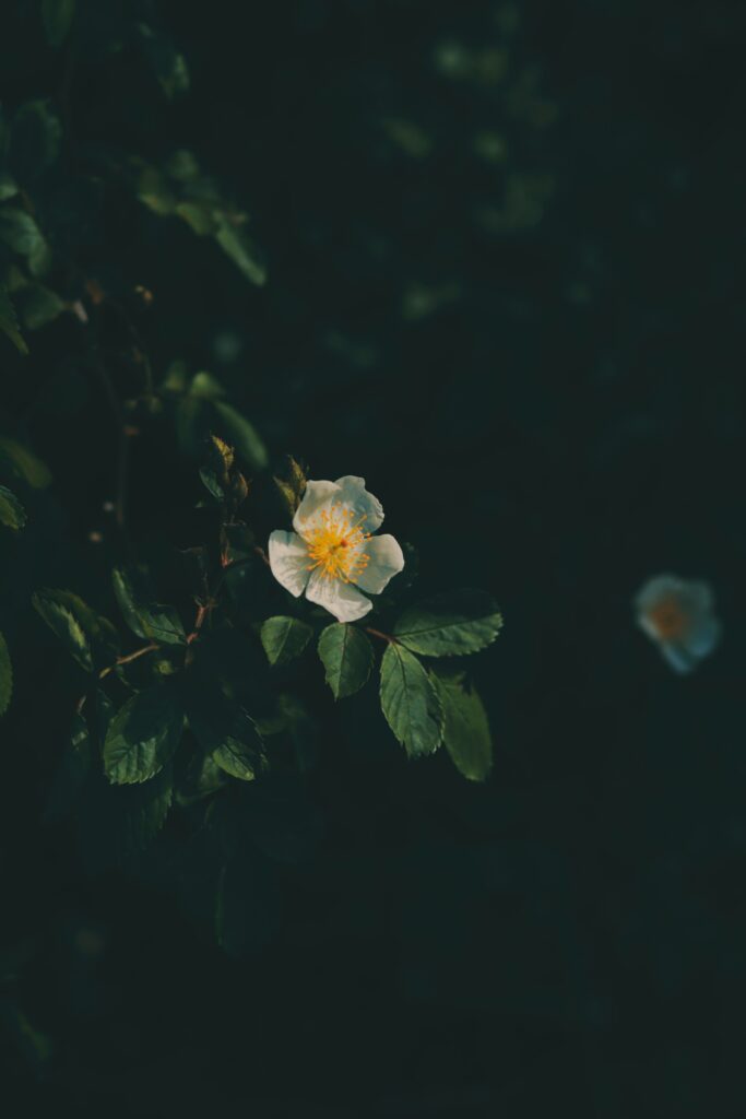 Delicate White Flower on Dark Background: Nature's Floral Beauty Wallpaper