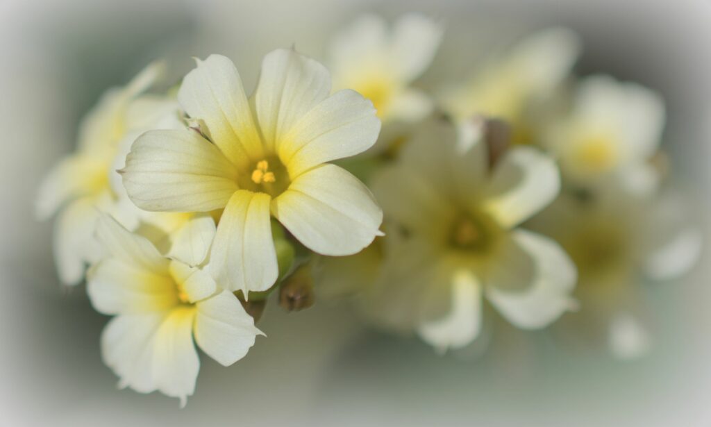 Delicate White Flowers Macro Wallpaper - Dreamy Floral Background