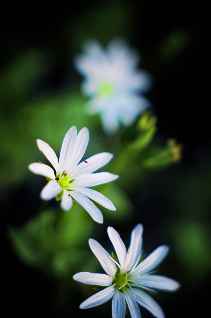 Macro Close-Up of Delicate White Spring Flowers with Blurred Background Wallpaper