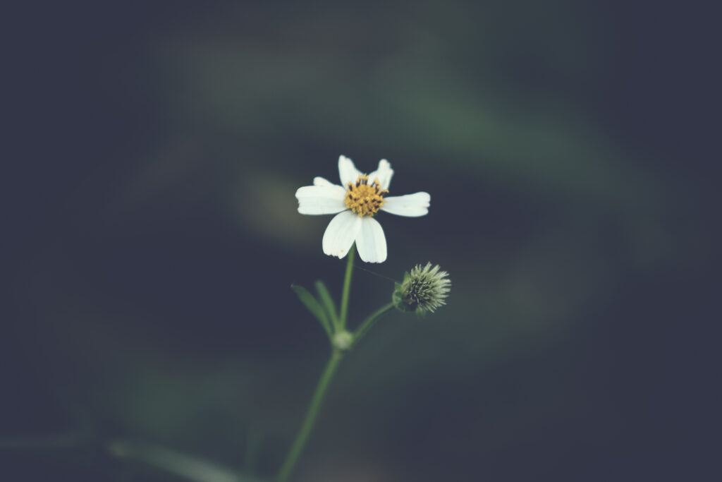 Delicate White Flower Against Dark Blurred Background - Serene Beauty Wallpaper