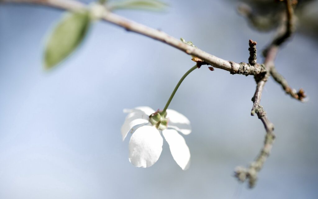 Delicate White Flower on Branch: Soft Petals Wallpaper Background