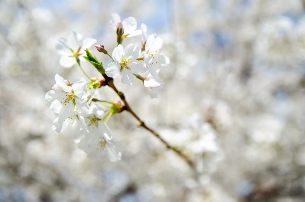 Delicate White Flowers Wallpaper: Spring Blossom Background