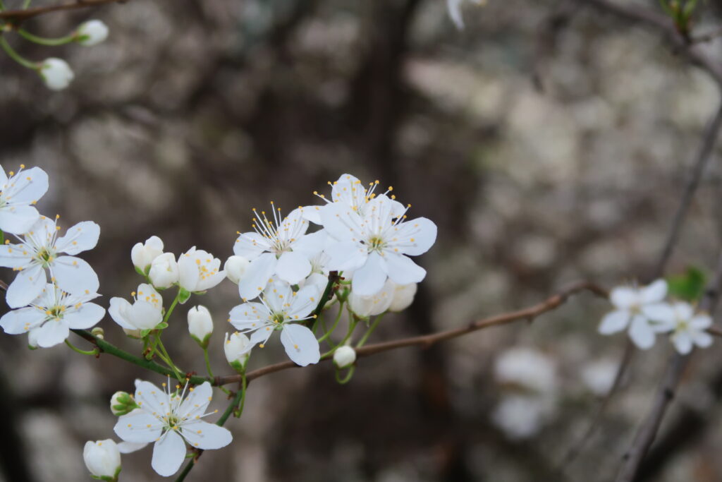 Delicate White Flowers Blooming: Soft Spring Wallpaper Background