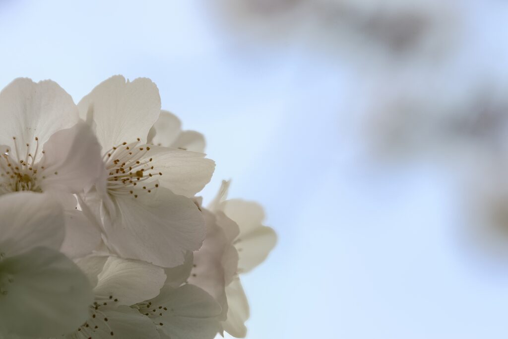 Delicate White Flower Wallpaper - Spring's Gentle Awakening Background