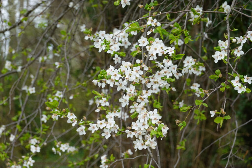 Delicate White Flowers Wallpaper: Fresh Springtime Scene Background