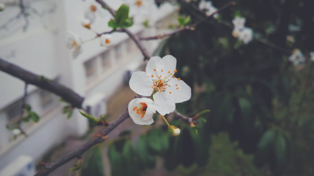 Fresh Spring Wallpaper: Close-Up of Delicate White Flower Bloom
