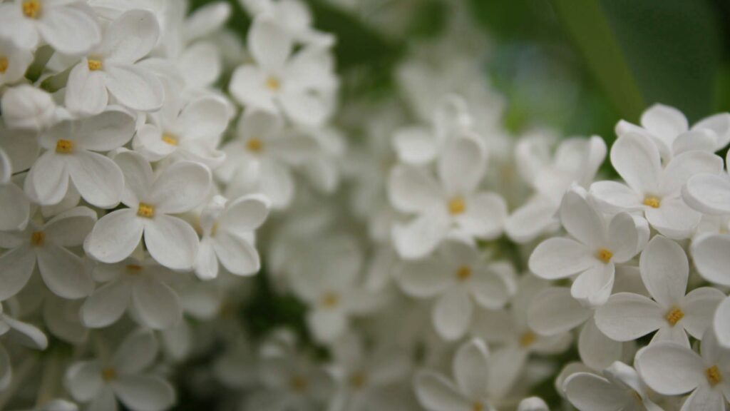 Delicate White Flower Wallpaper Background in Soft Natural Setting
