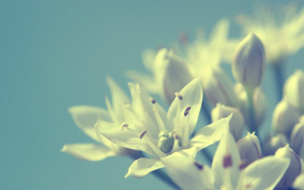 Delicate White Flower Wallpaper on Soft Light Background