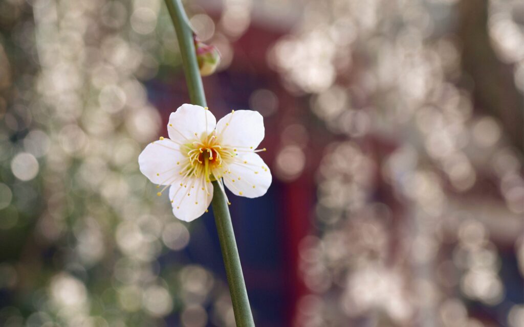 Delicate White Flower Close-Up Wallpaper with Soft Petals and Bokeh