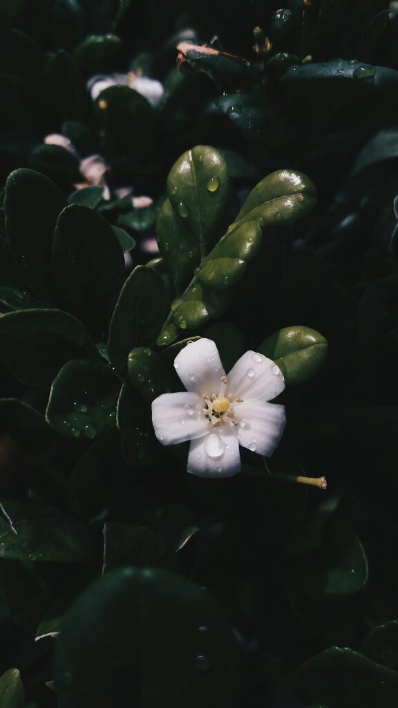 Delicate White Flower Close-Up with Dewy Petals - Spring Wallpaper
