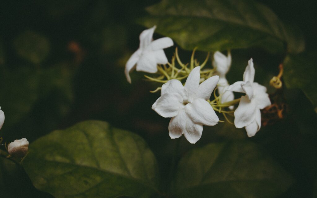 Delicate White Flowers Against Dark Green Background Wallpaper