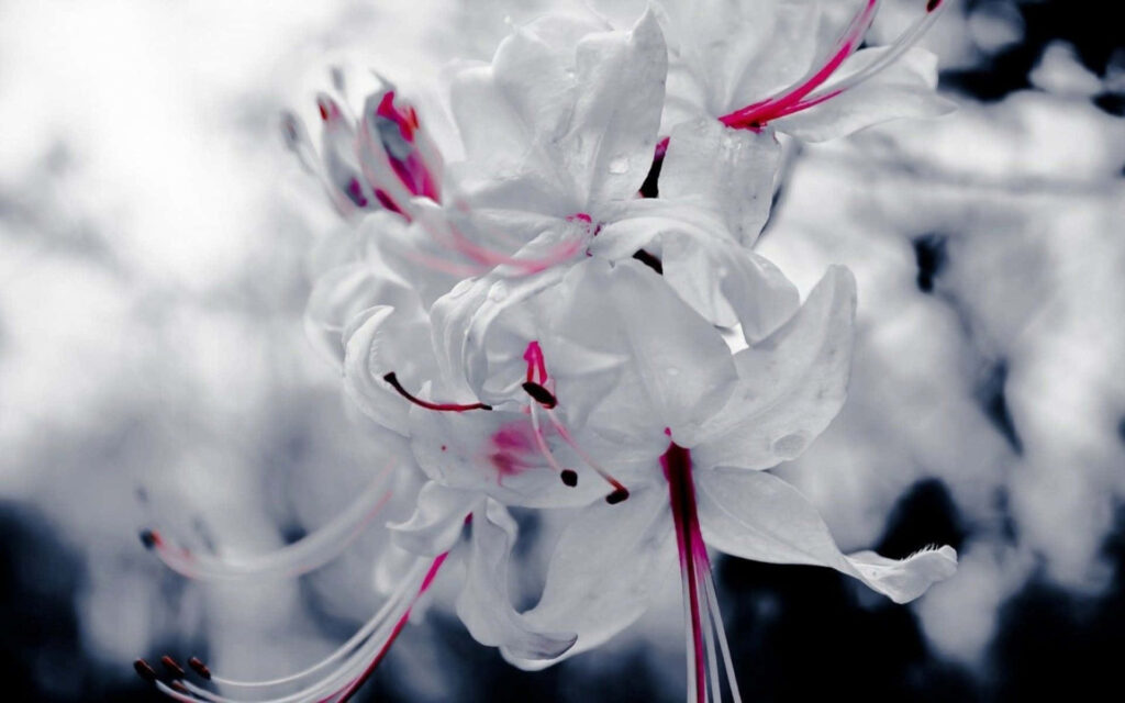 Serene Bokeh Background with Delicate White & Pink Flower Wallpaper