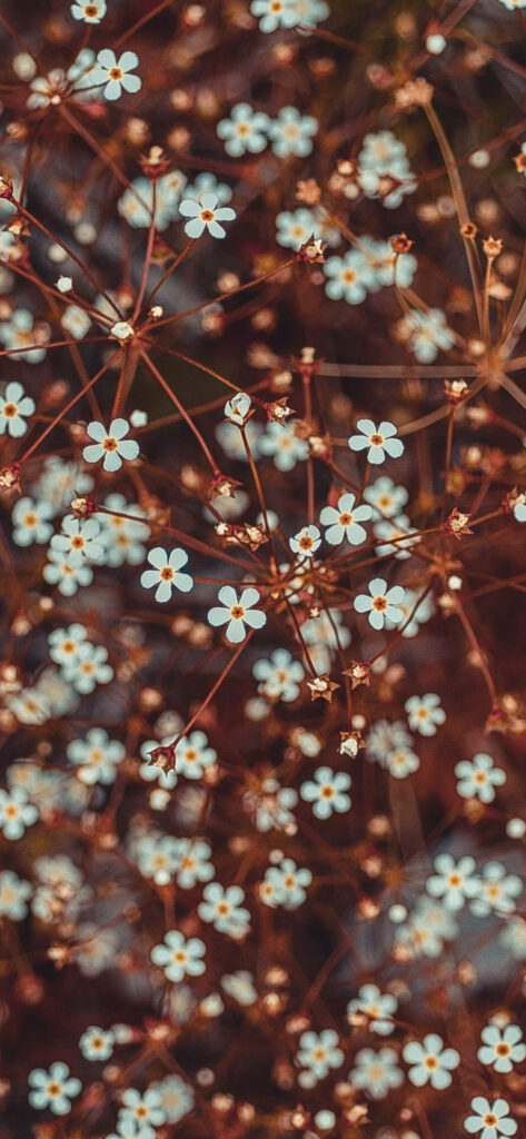 Delicate White Flowers with Red Stems - Perfect Phone Background Wallpaper