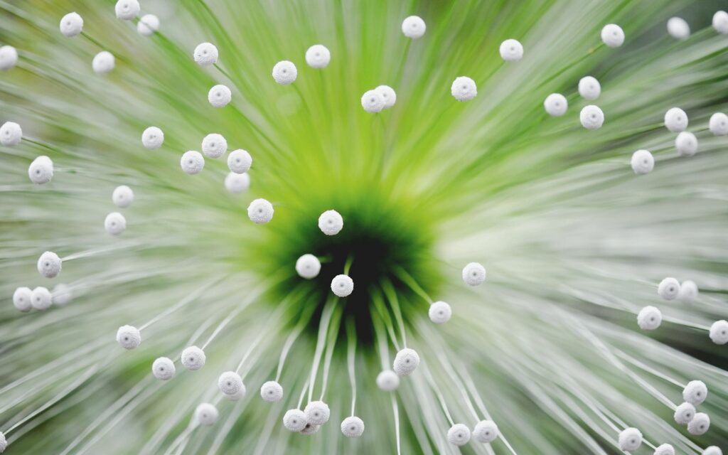Delicate White Flower Tendrils Wallpaper with Soft Green Gradient