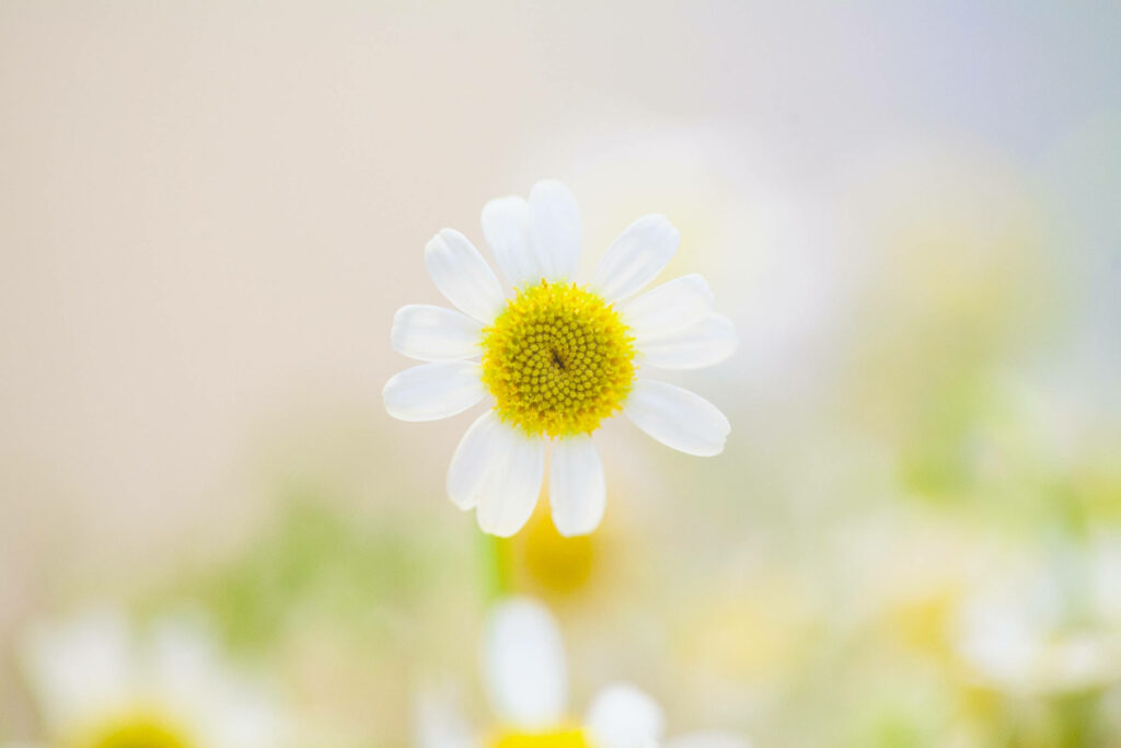 Delicate White Flower with Yellow Center - Nature's Tranquil Background Wallpaper