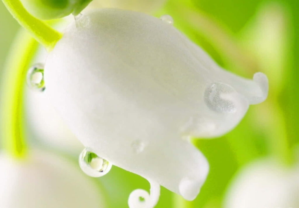 Delicate White Flower Close-Up with Water Droplets on Soft Green Background Wallpaper