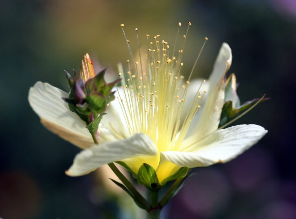 Close-Up of Delicate White Flower with Yellow Center - Floral Wallpaper