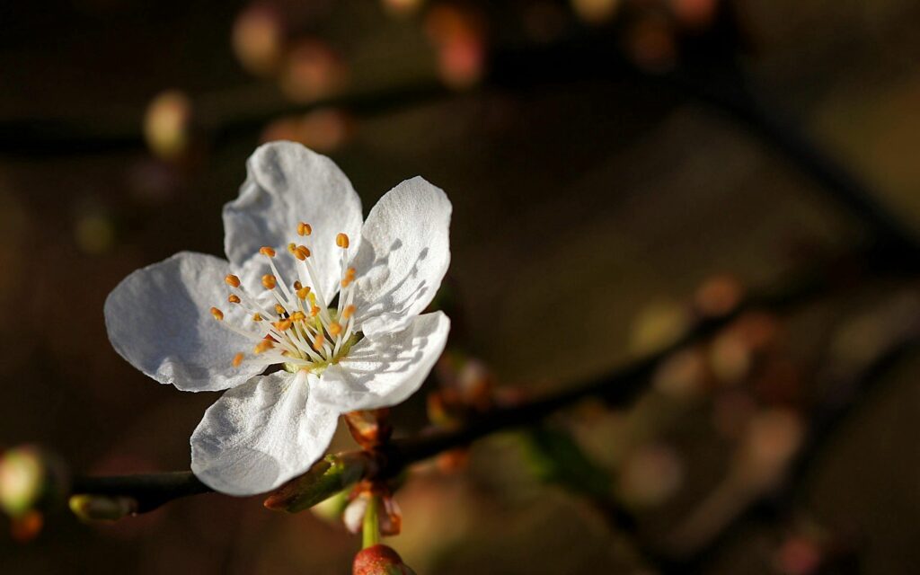 Delicate White Flower in Bloom: Spring Wallpaper Background