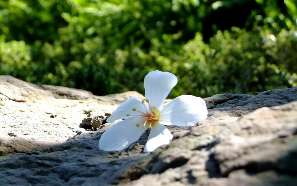 Delicate White Flower on Rugged Stones - Scenic 1920x1200 Wallpaper