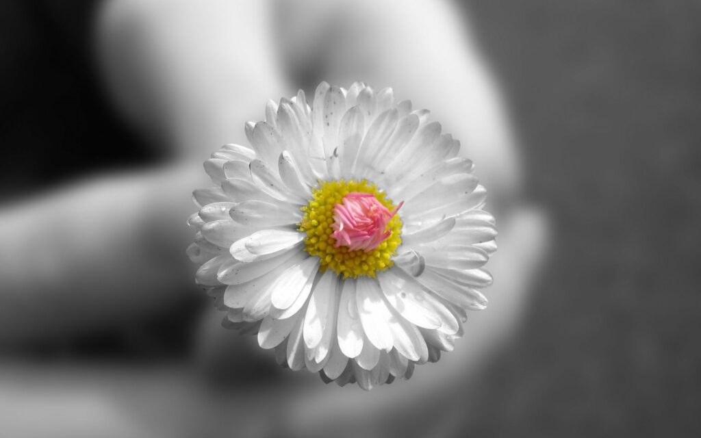 Delicate White Flower with Pink Center - Soft Wallpaper Background