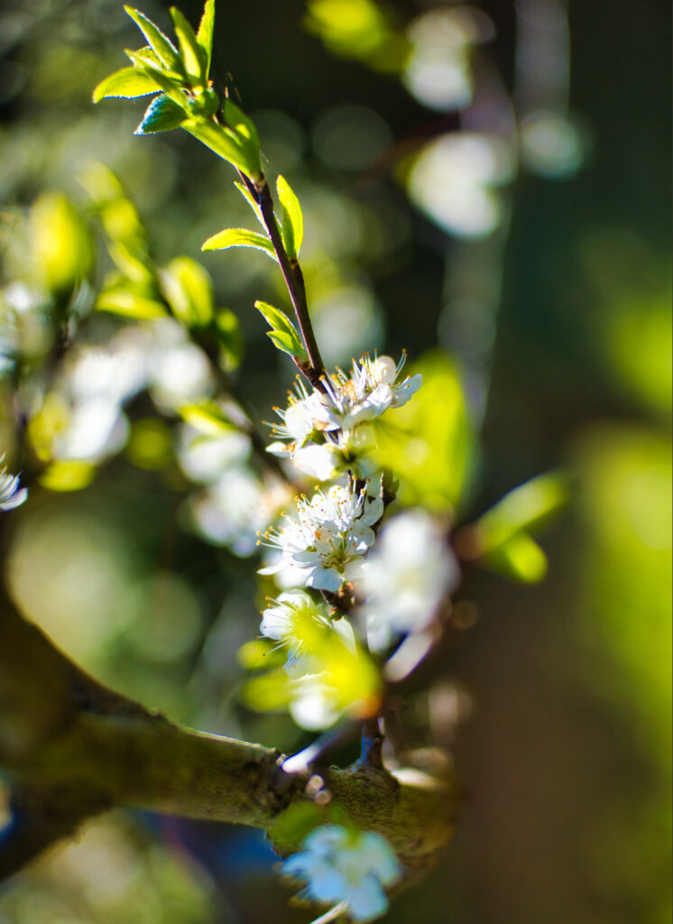Delicate White Flowers in Spring: Close-Up Beauty Against Soft Background Wallpaper