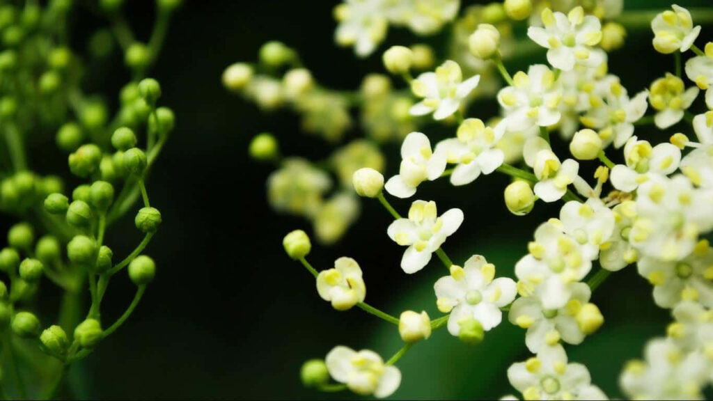 Delicate White Flowers with Yellow Hints on Lush Green Background Wallpaper