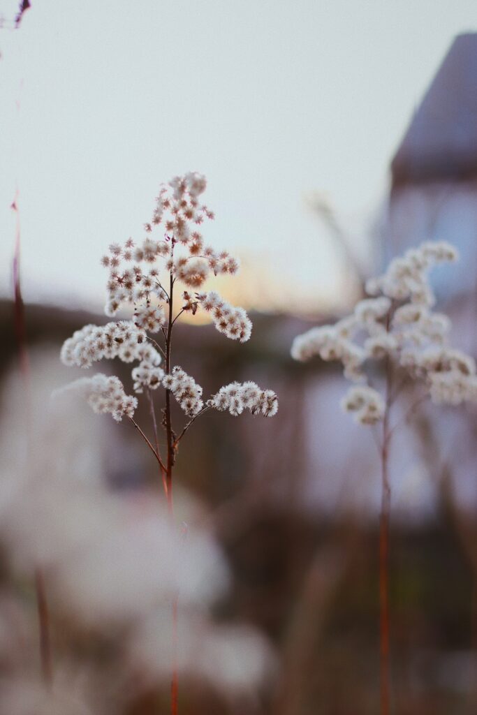 Delicate White Flowers Macro | Soft-Focus Wallpaper Background
