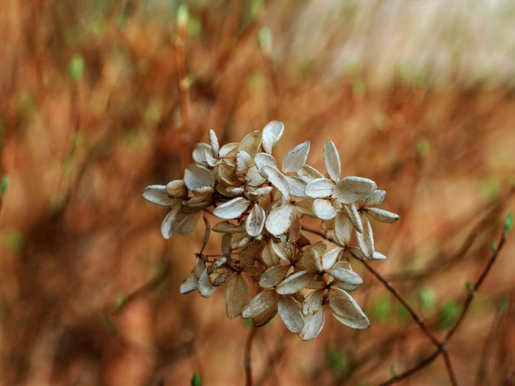 Delicate White Flowers: Rustic Wallpaper Background with Earthy Tones