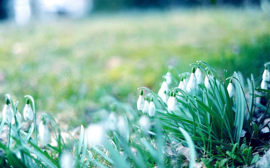 Serene Snowy Background with Delicate White Flower Blooms Wallpaper