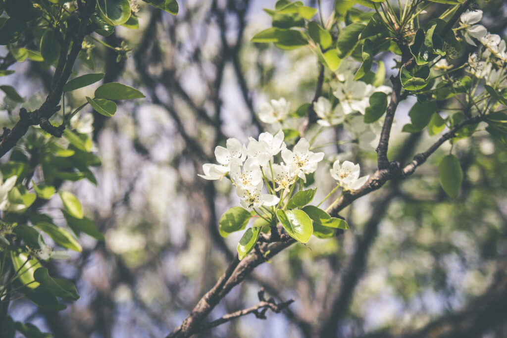 Delicate White Flowers Wallpaper: Serene Spring Background