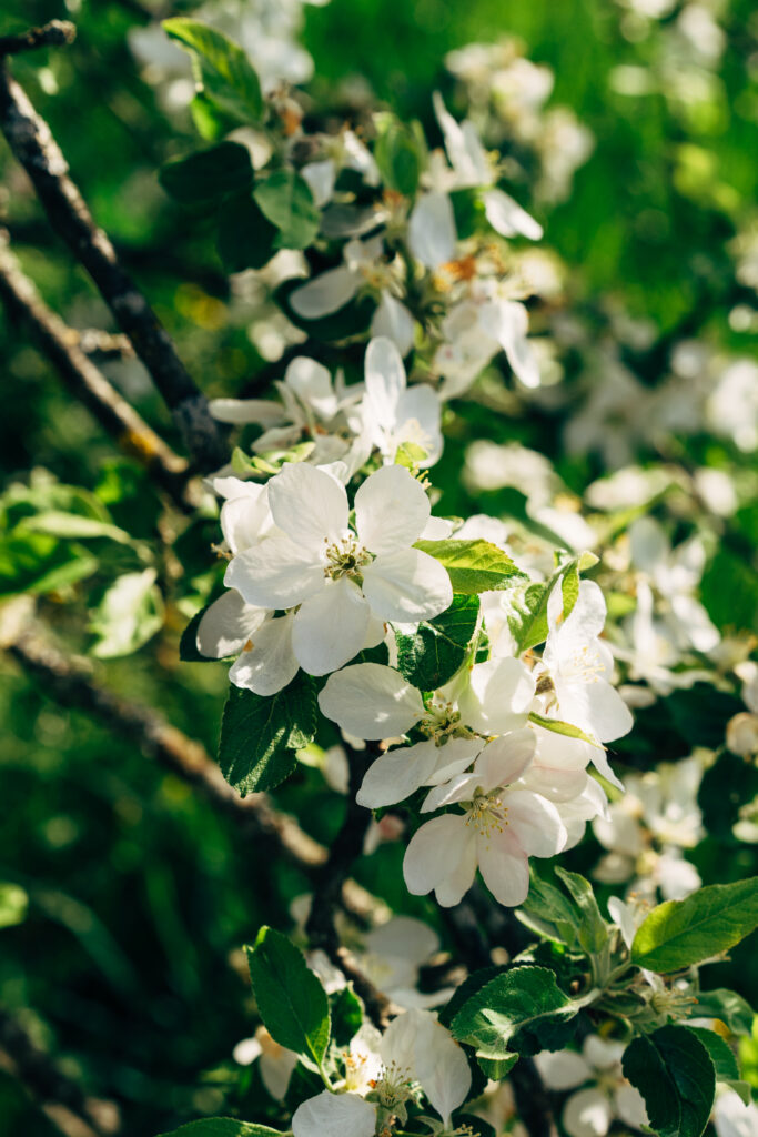 Delicate White Flowers Close-Up in Lush Green Spring Garden Wallpaper