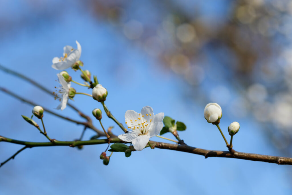 Spring Delicate White Flowers Against Clear Blue Sky Wallpaper