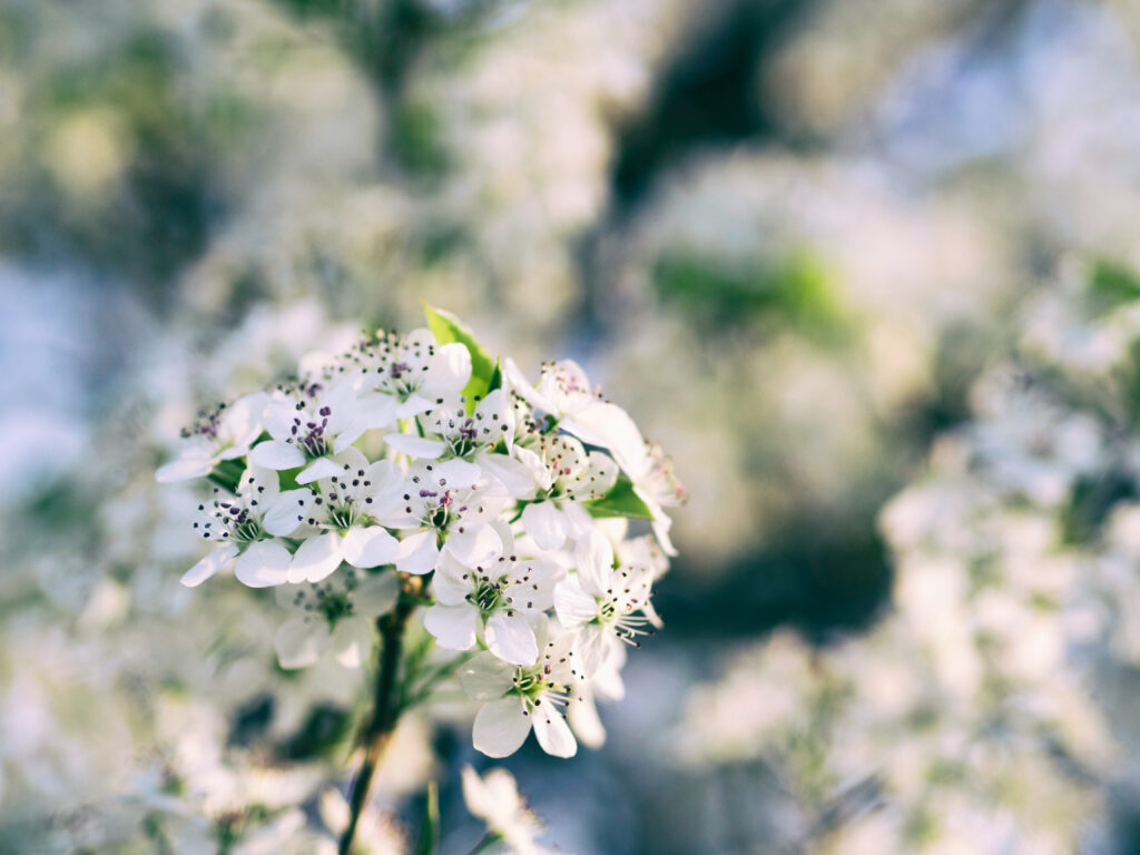 Delicate White Flower Close-Up Wallpaper: Spring's Dreamy Essence