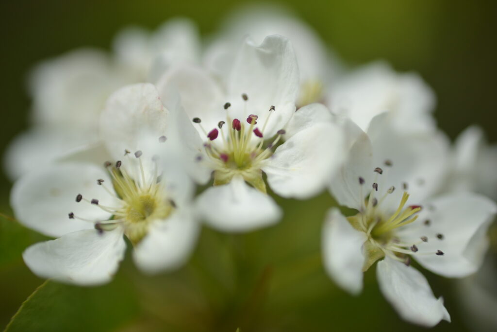 Delicate White Flowers: Close-Up Wallpaper for a Dreamy Spring Background