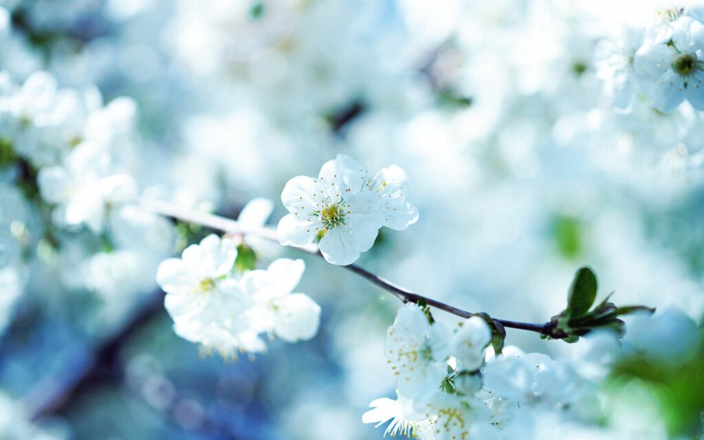 Serene Spring Wallpaper: Delicate White Flowers on a Branch