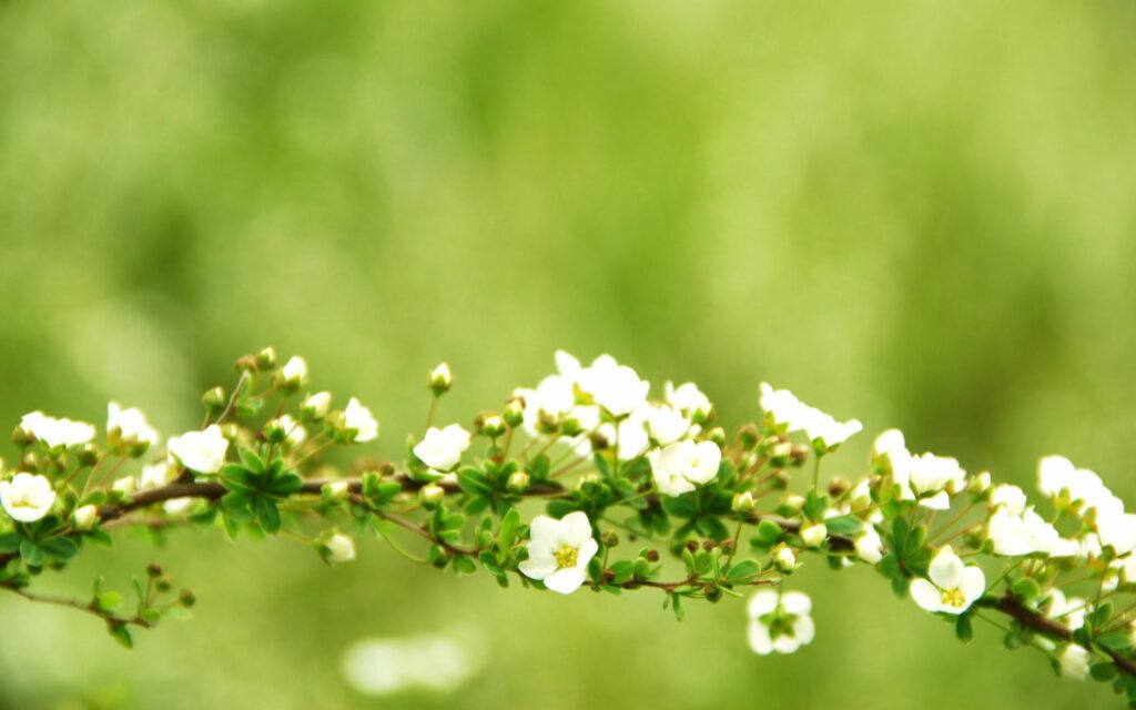 Delicate White Flowers Wallpaper on Green Blurred Background