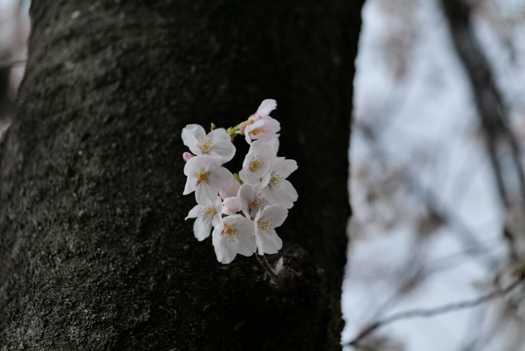 Close-Up of Delicate White Flowers on Textured Tree Trunk Wallpaper