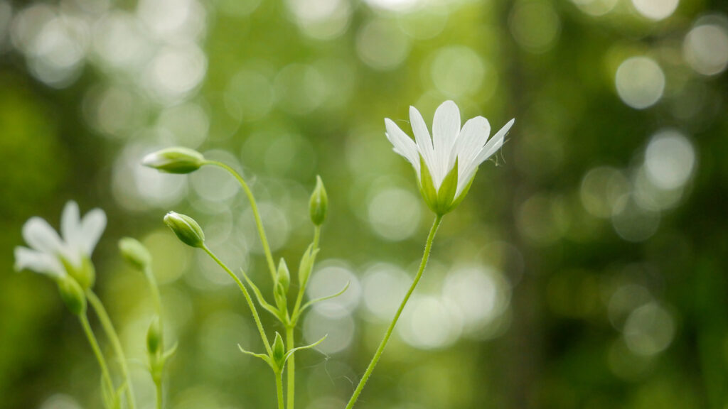 Delicate White Flowers on Soft Green Background Wallpaper