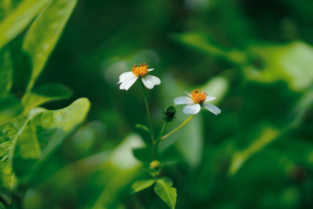 Delicate White Flowers Blooming: Nature's Wallpaper Background