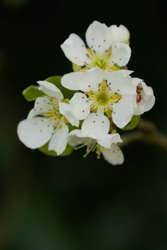 Delicate White Flowers in Bloom: Spring Serenity Against Dark Background Wallpaper