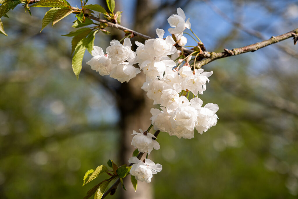 Spring Blossom Wallpaper: Delicate White Flowers & Lush Greenery
