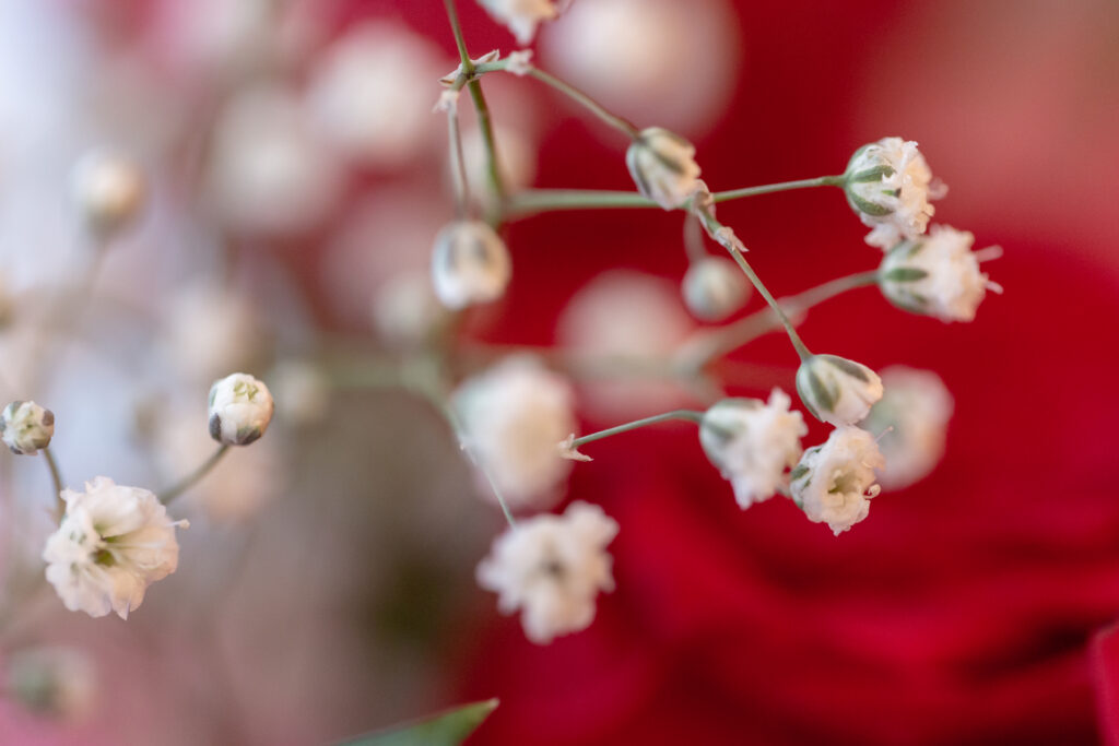 Delicate White Flowers Macro - Soft Red Background Wallpaper