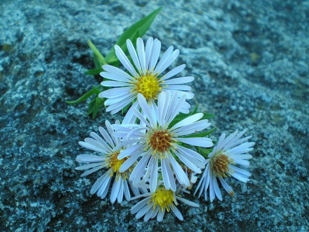 Delicate White Flowers on Textured Stone Background - Serene Nature Wallpaper