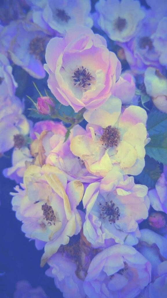 Delicate White Flowers with Colorful Gradient iPhone Background Wallpaper