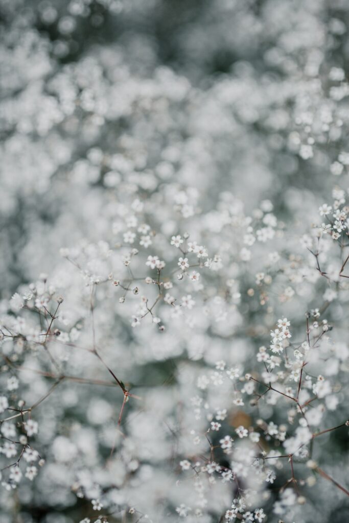 White Gypsophila Macro Image: Intricate Details for Wallpaper Background