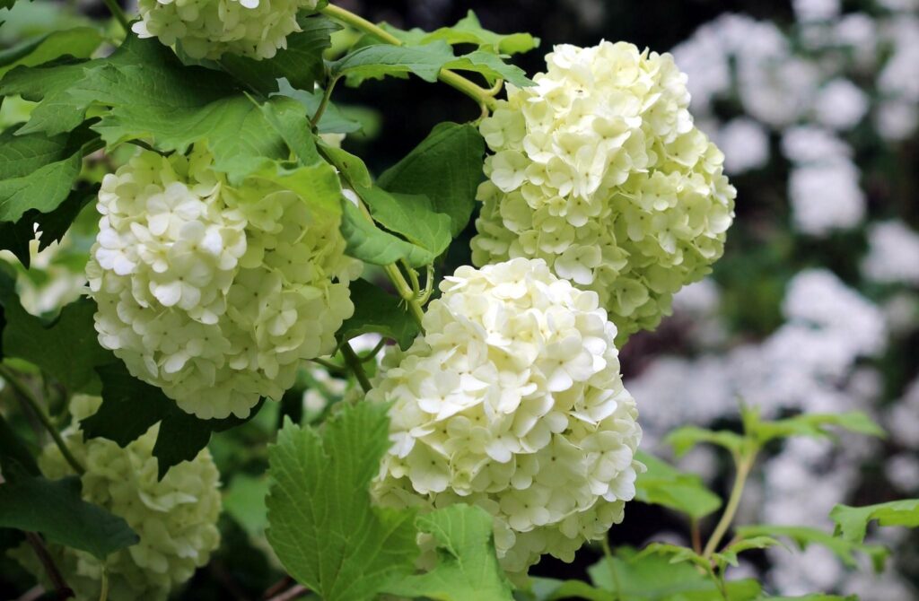 Close-Up of Soft White Hydrangea Blooms on Lush Green Background Wallpaper