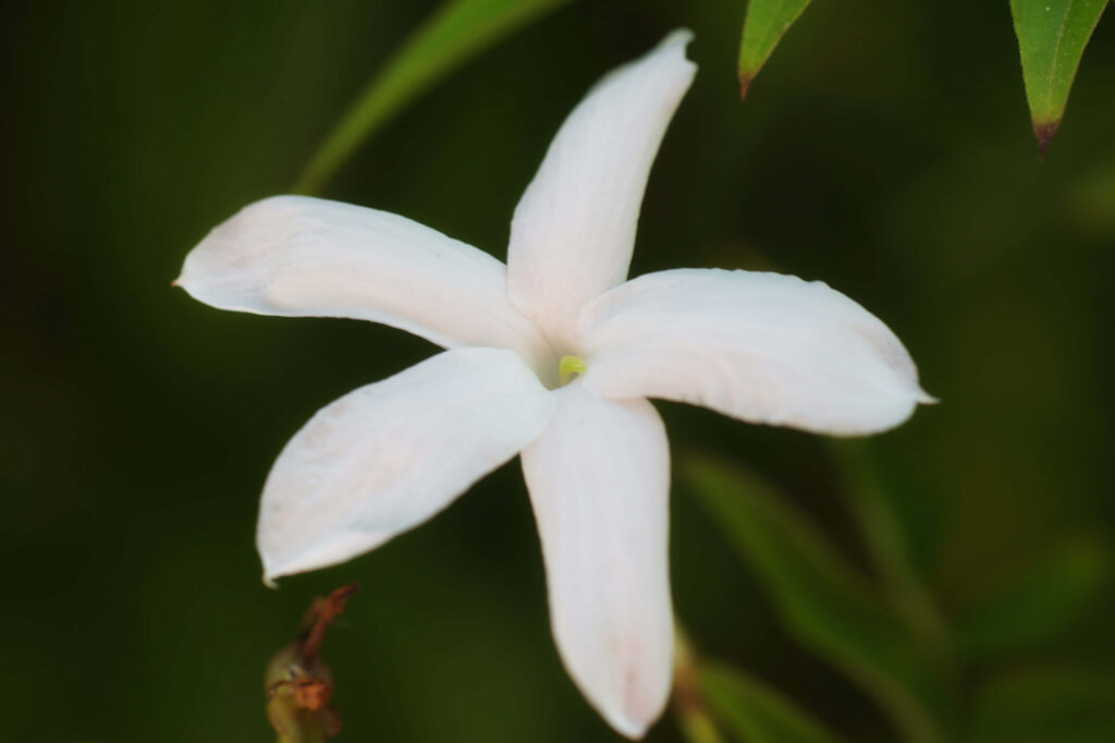 Delicate White Jasmine Flower Amidst Lush Green Background Wallpaper