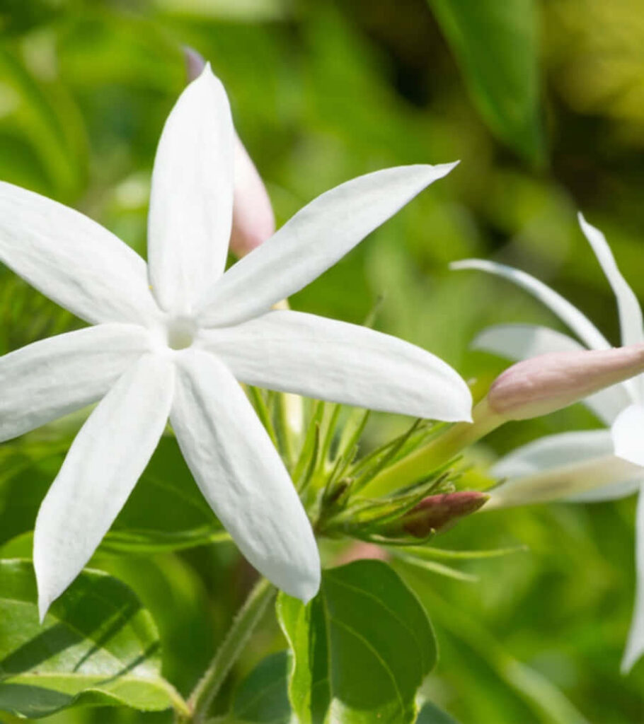 Serene Close-Up: White Jasmine Flower Amidst Lush Green Foliage Wallpaper