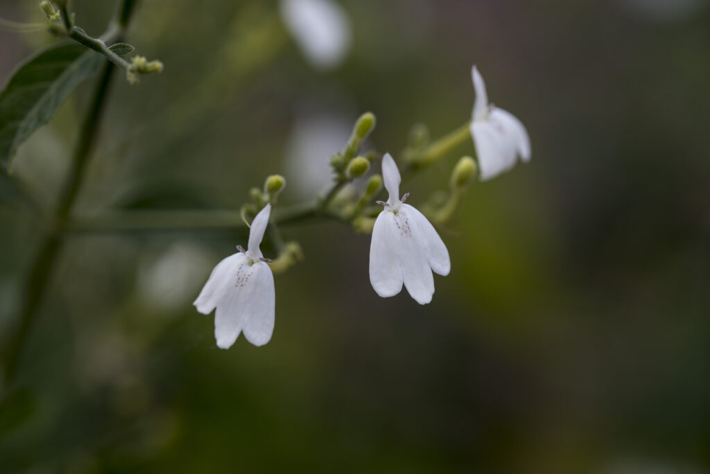 Serene Jasmine Flower Wallpaper with Soft Petals & Green Background